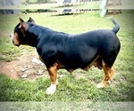 Small #25 Breeder Profile image