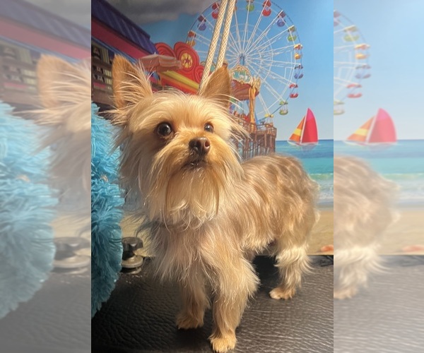 Medium Photo #5  Breeder Profile in KEITHVILLE, LA, USA