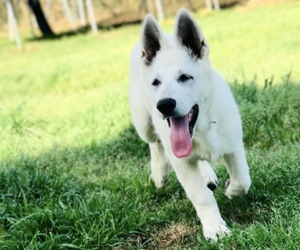 Medium Photo #1  Breeder Profile in CENTURY, FL, USA