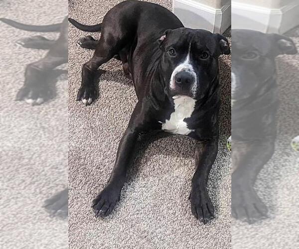 Medium Photo #1  Breeder Profile in BRIGHTON, CO, USA