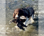 Small #1 Breeder Profile image