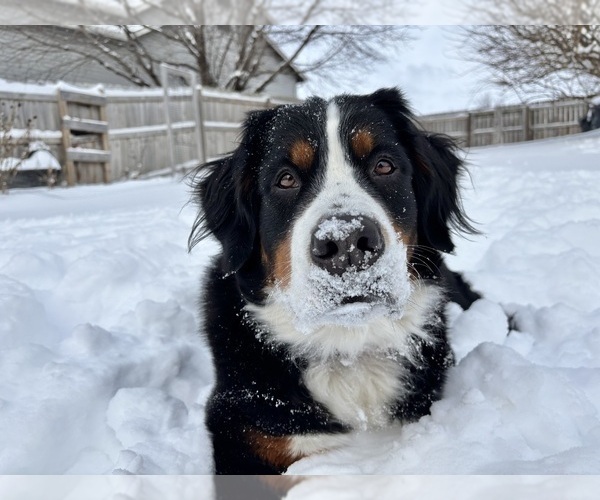 Medium Photo #15  Breeder Profile in O FALLON, MO, USA