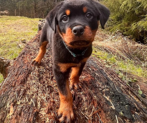 Medium Photo #4  Breeder Profile in LONGVIEW, WA, USA