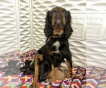 Small Photo #16  Breeder Profile in WAXAHACHIE, TX, USA