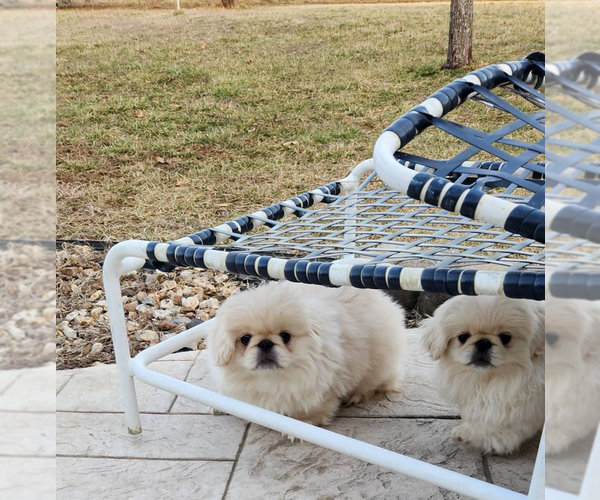 Medium Photo #1  Breeder Profile in ROGERSVILLE, MO, USA