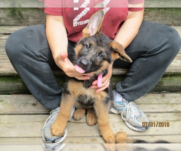 Medium Photo #1  Breeder Profile in ALLEGAN, MI, USA