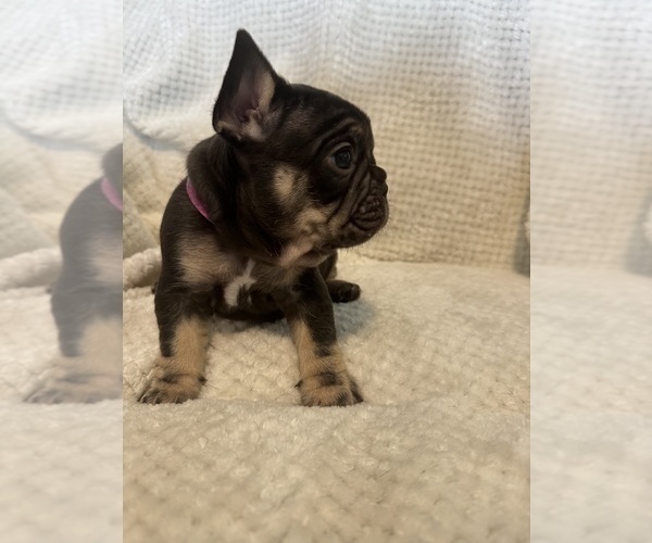 Medium Photo #9  Breeder Profile in JEFFERSONVILLE, IN, USA