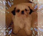 Small Photo #20  Breeder Profile in WESLEY CHAPEL, FL, USA