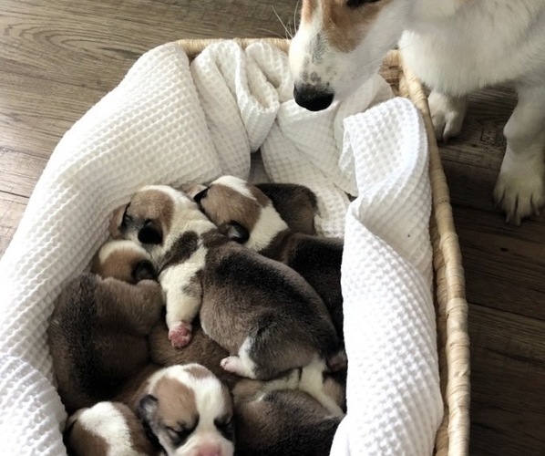 Medium Photo #8  Breeder Profile in WEATHERFORD, TX, USA