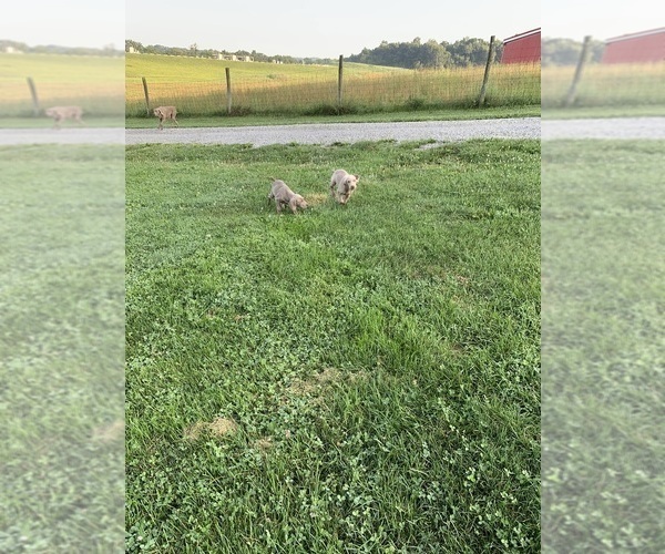 Medium Photo #5  Breeder Profile in SCENERY HILL, PA, USA
