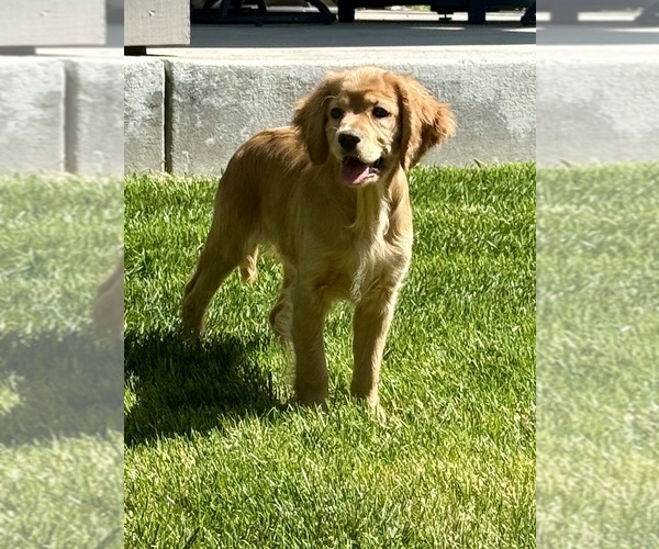 Medium Photo #12  Breeder Profile in FORT COLLINS, CO, USA