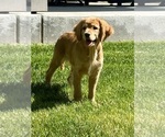 Small #11 Breeder Profile image