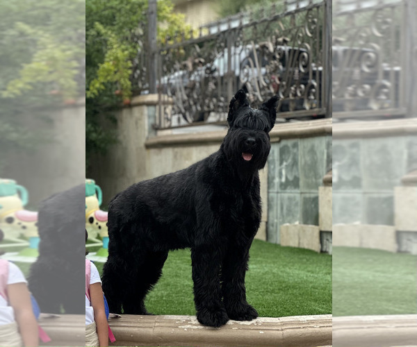Medium Photo #1  Breeder Profile in SHERMAN OAKS, CA, USA