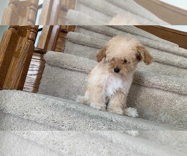 Medium Photo #38  Breeder Profile in VICTORVILLE, CA, USA