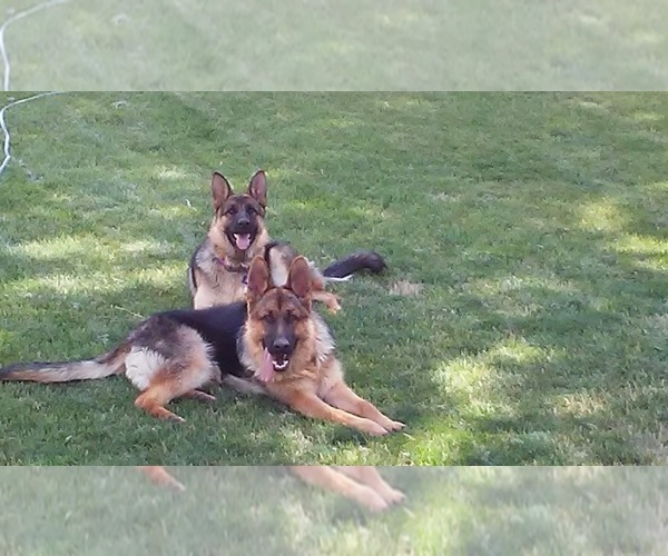 Medium Photo #1  Breeder Profile in CRAIG, CO, USA