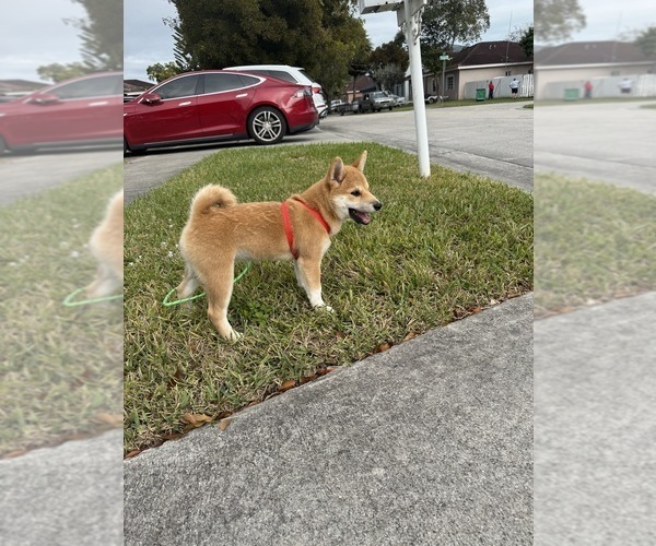 Medium Photo #3  Breeder Profile in MIAMI, FL, USA