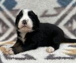 Small #3 Breeder Profile image