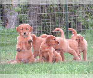 Golden Retriever Dog Breeder near GREENWOOD, WI, USA