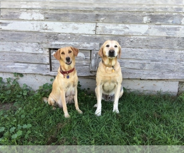 Medium Photo #1  Breeder Profile in JOHNSON CREEK, WI, USA