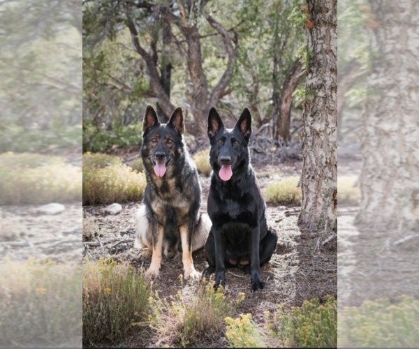 Medium Photo #1  Breeder Profile in LAS VEGAS, NV, USA