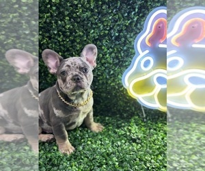 French Bulldog Dog Breeder near CHICAGO, IL, USA