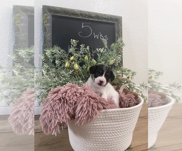 Medium Photo #9  Breeder Profile in OSTEEN, FL, USA