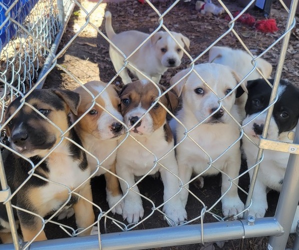 Medium Photo #1  Breeder Profile in HUNTSVILLE, TX, USA