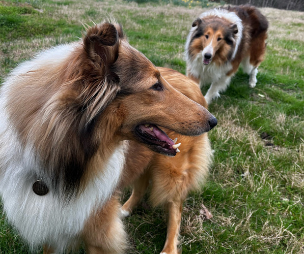 Medium Photo #1  Breeder Profile in LEWISBURG, TN, USA