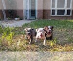 Small #1 Breeder Profile image