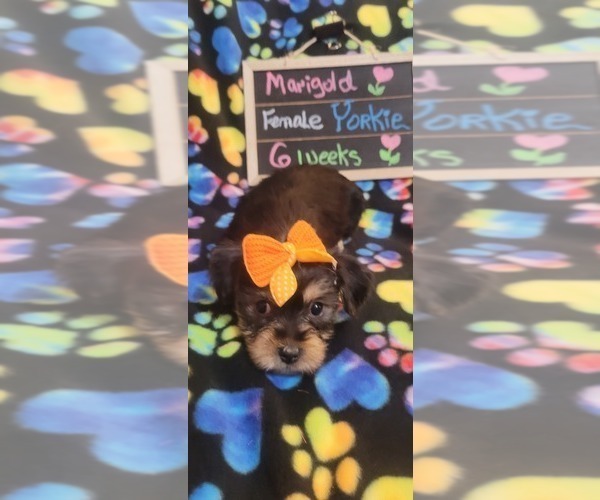 Medium Photo #234  Breeder Profile in AKRON, OH, USA
