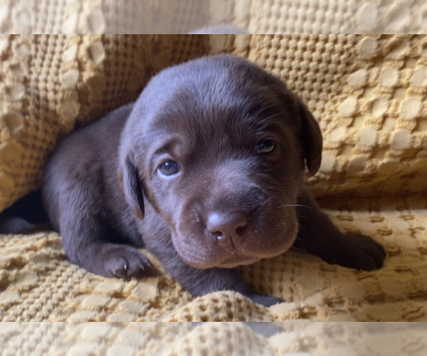 Medium Photo #7  Breeder Profile in CHARLOTTE, NC, USA