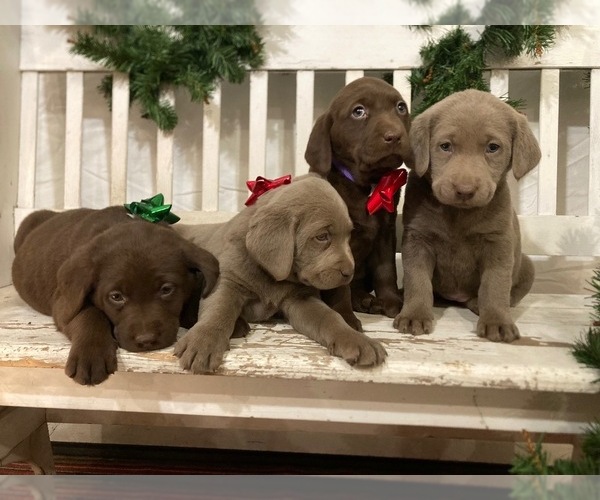 Medium Photo #8  Breeder Profile in MIDDLEBURY, IN, USA