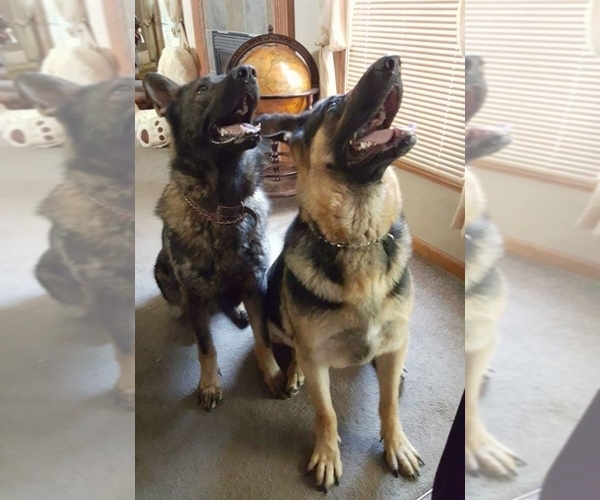 Medium Photo #1  Breeder Profile in WARSAW, IN, USA