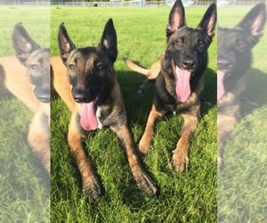 Belgian Malinois Dog Breeder near EAGLE RIVER, AK, USA