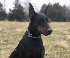 Doberman Pinscher Dog Breeder in FREDERICKTOWN,  USA