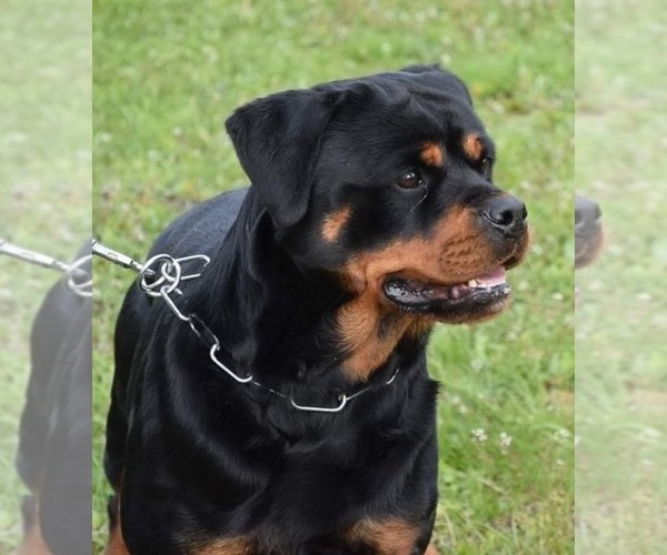 Medium Photo #10  Breeder Profile in HUGHESVILLE, MD, USA