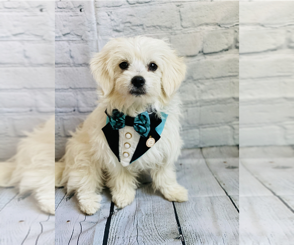 Medium Photo #8  Breeder Profile in ACWORTH, GA, USA