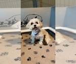 Small #1 Breeder Profile image