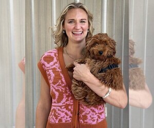 Goldendoodle (Miniature) Dog Breeder near GRAND RAPIDS, MI, USA