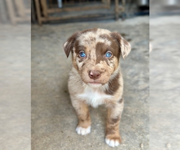 Medium Photo #25  Breeder Profile in CAMAS, WA, USA