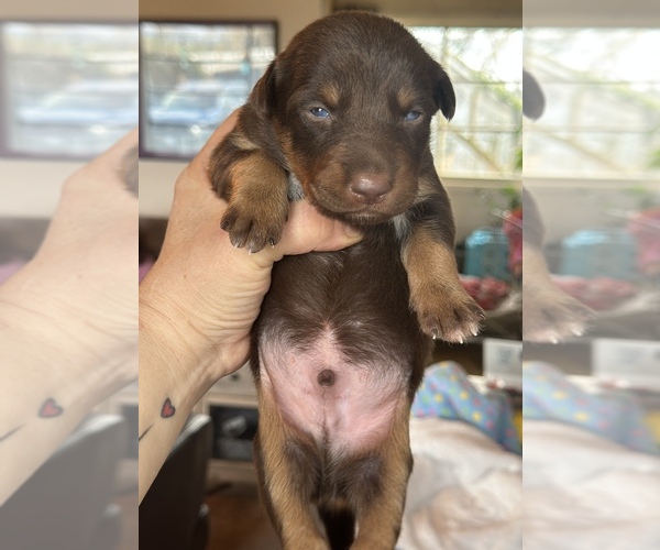 Medium Photo #46  Breeder Profile in CAMAS, WA, USA