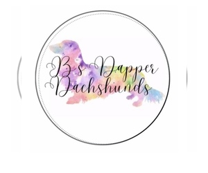 Dachshund Dog Breeder near AUGUSTA, GA, USA