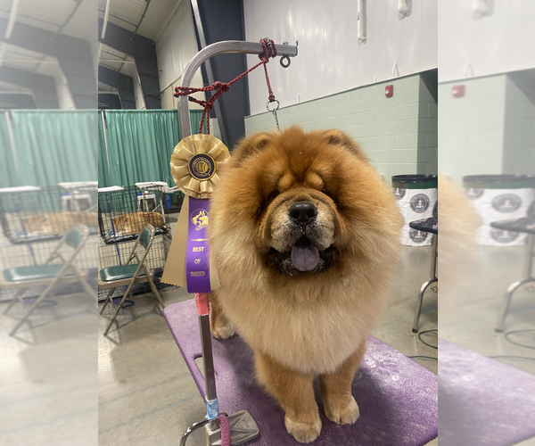 Medium Photo #4  Breeder Profile in PEABODY, KS, USA