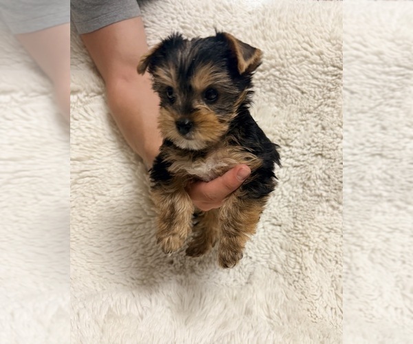 Medium Photo #3  Breeder Profile in ROCKLIN, CA, USA