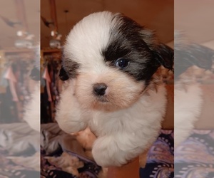 Shih Tzu Dog Breeder near SPRING CITY, TN, USA