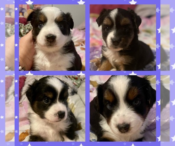 Medium Photo #1  Breeder Profile in DELAND, FL, USA