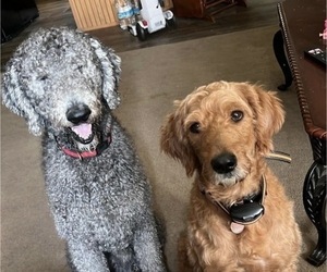 Labradoodle Dog Breeder near CONWAY, SC, USA