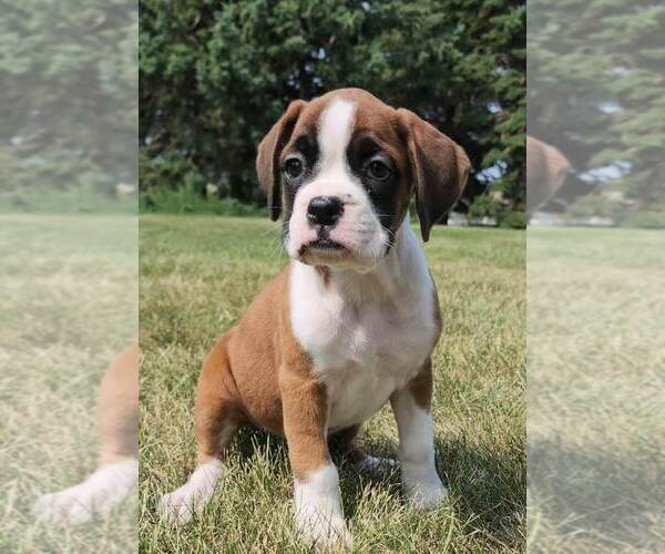 Medium Photo #11  Breeder Profile in SIOUX CENTER, IA, USA