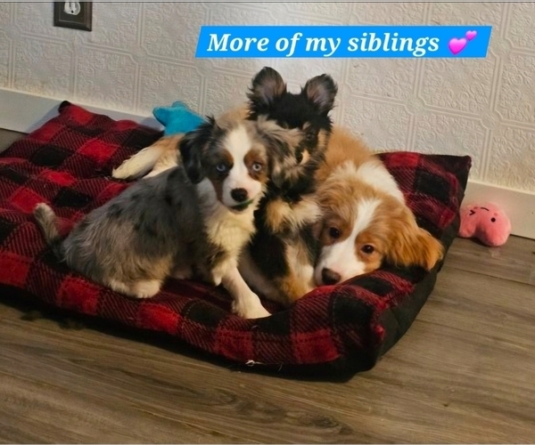 Medium Photo #32  Breeder Profile in DECATUR, IL, USA