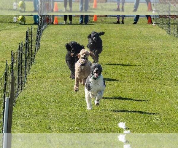Medium Photo #4  Breeder Profile in NOTTINGHAM, MD, USA